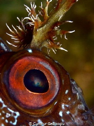 Parablennius gattorugine
The eye & branched head tentacles by Cumhur Gedikoglu 